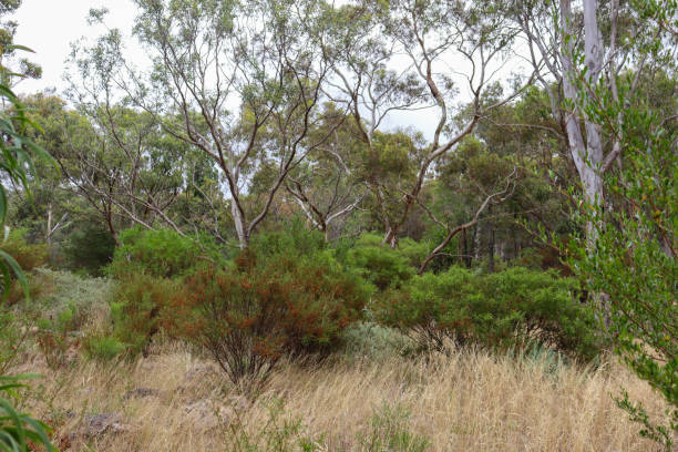 istock eucalypts in australian bushland 1364561324