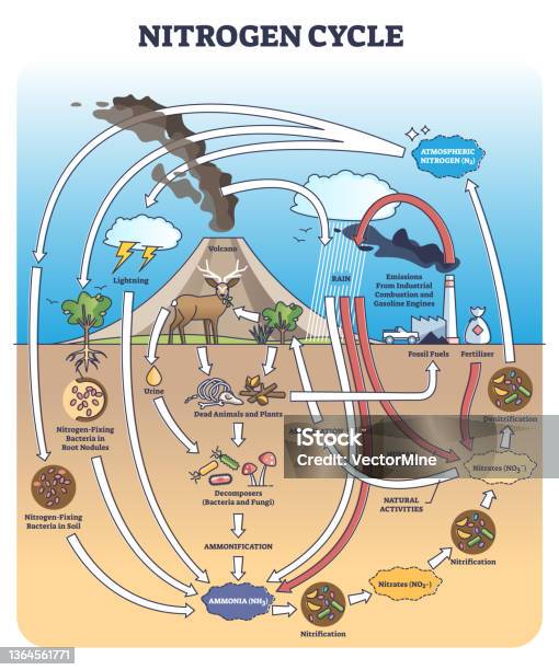 Nitogene Nitrogen Or N2 Cycle With Sources And Circulation In Earth Outline ...