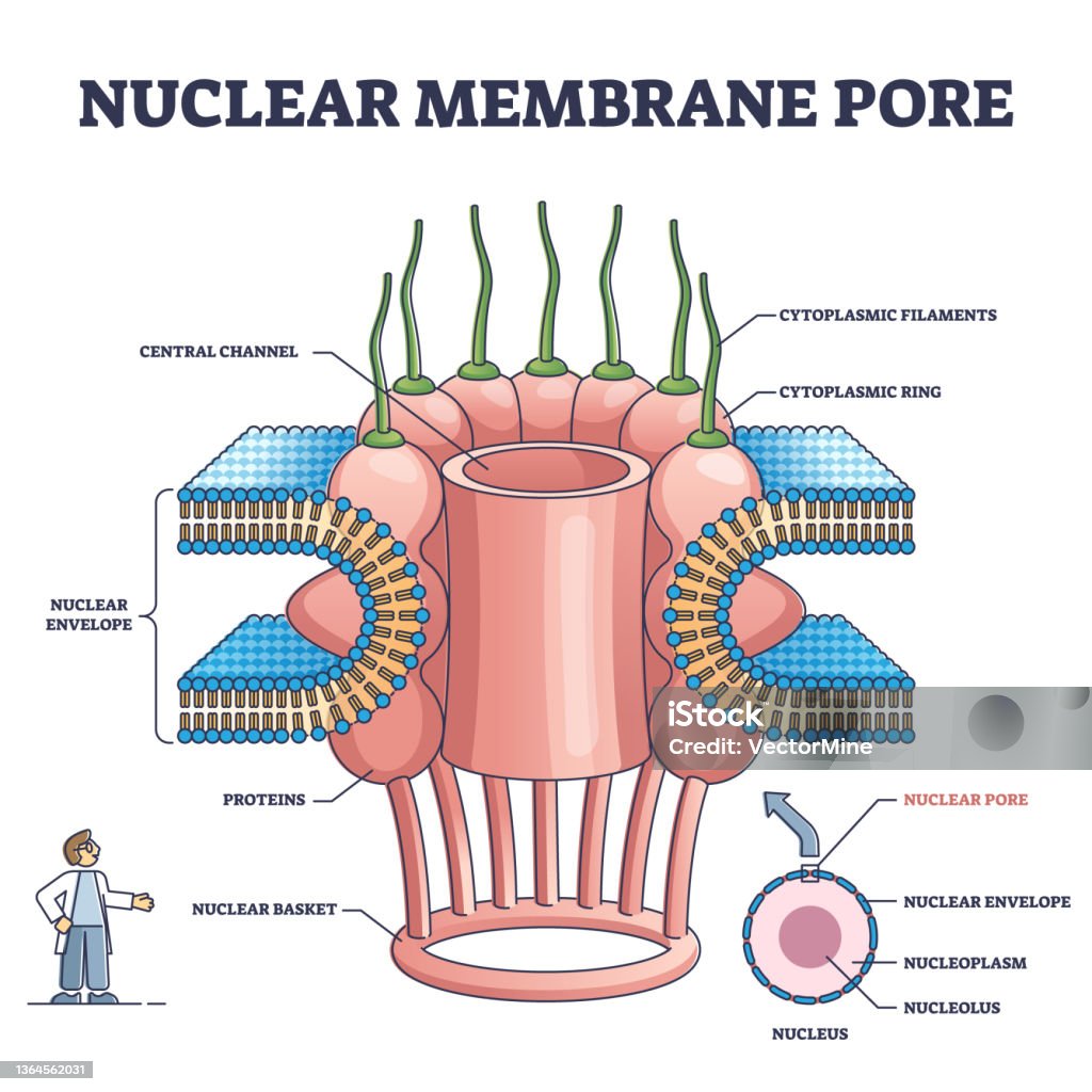 Pore Cell Line Membrane Channel Pore