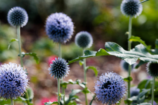 istock Flowers in garden 1364562135