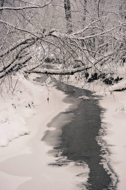 istock snow-covered trees and a forest stream - in snow and frost 1364562599