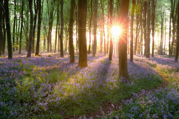 istock Norfolk bluebell woods sunrise in England 1364564021