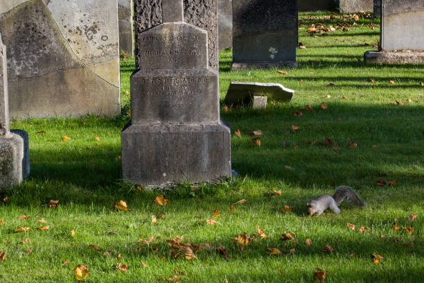 Glasnevin Cementery, Dublin through the lens , walking around the cemetery, graveyard avenues, Dublin, Ireland, 24 October 2015