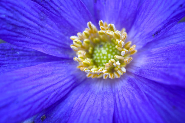 Blue flower macro shot with shallow dof, on green background.