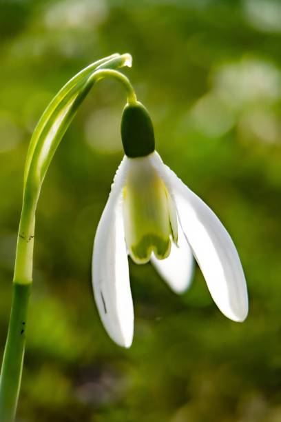 istock Flowers in garden 1364564774