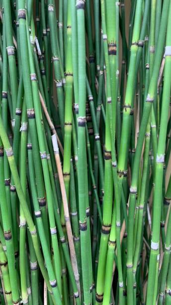 Bamboo Water bamboo, mini bamboo horsetail bamboo stock pictures, royalty-free photos & images