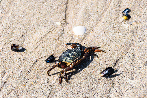 Closeup of a sea crab and shells on the beach under sunlight
