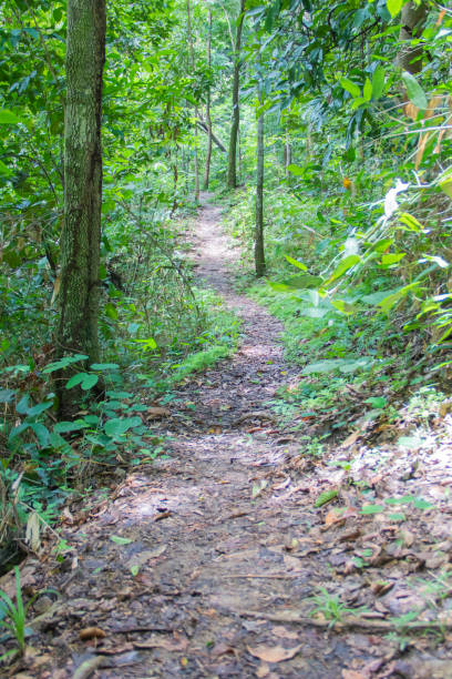 istock Beautiful track on Brazilian Savanah 1364569241