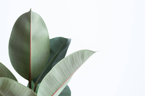 istock Big leaves on white background with copy space 1364570937