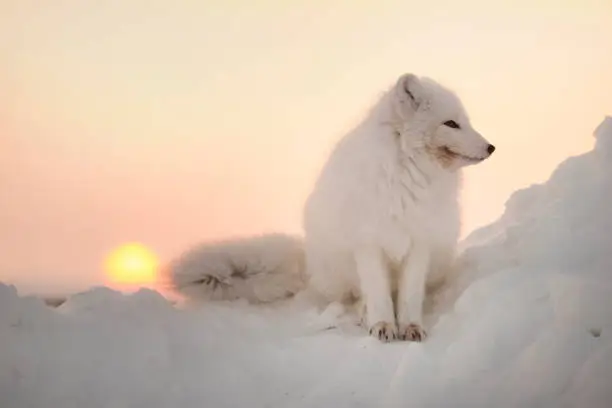 Photo of Arctic white fox close-up. The Arctic fox is sitting in the snowdrifts, looking to the right. Sunset. The sun