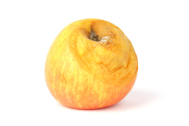 istock rotten apple isolated on white background, unhealthy fruit 1364573531