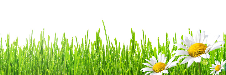 fresh spring green grass with drops of dew and flowers chamomiles, isolated on white background, border design panoramic banner