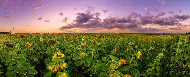 Summer landscape: beauty sunset over sunflowers field. Panoramic views stock photo