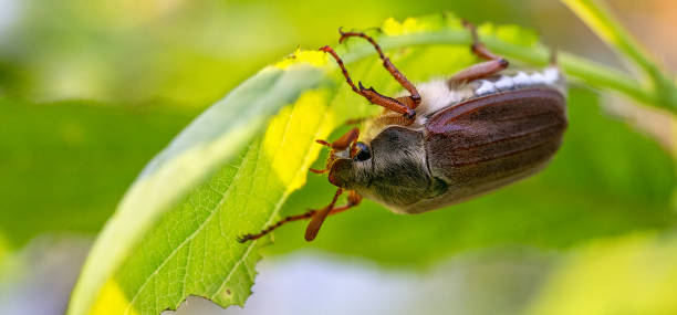istock The cockchafer beetle also known as a May bug or Doodlebug sitting on green leaf. The pest control in the garden. Wildlife. 1364575111