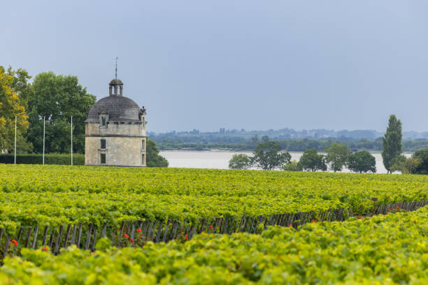 Typical vineyards near Chateau Latour, Bordeaux, Aquitaine, France stock photo