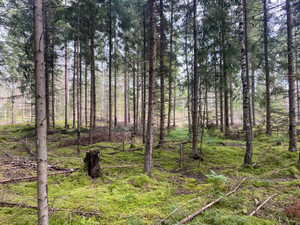 istock Swedish forest with pine trees and green moss 1364576338