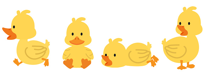 ✓ Imagen de Lindos pollos bebé en diferentes poses para el diseño de  Pascua. Pequeñas chicas amarillas de dibujos animados. Ilustración  vectorial aislada sobre fondo blanco Fotografía de Stock