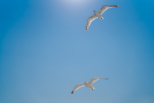 Seagulls flying on clear blue sky