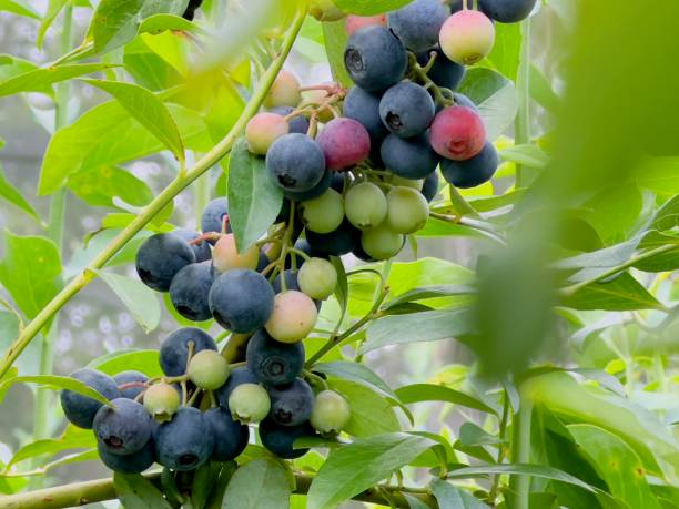 istock Bunches of Blueberries 1364578234