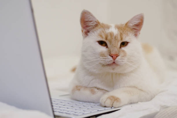 istock Cute cat is lying on a laptop. Online learning concept. 1364578398