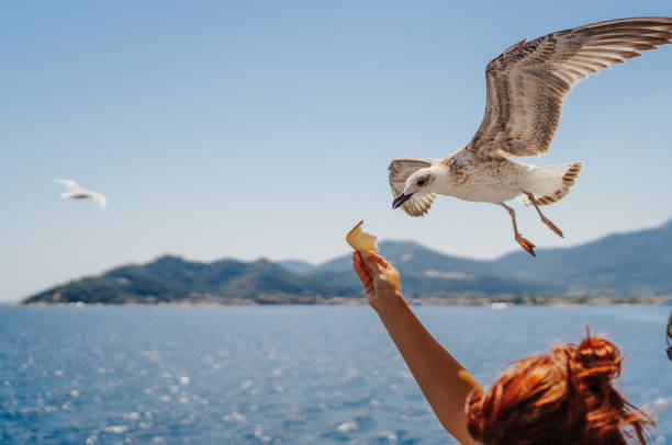 Seagull eating food from woman's hand while bird is hovering.