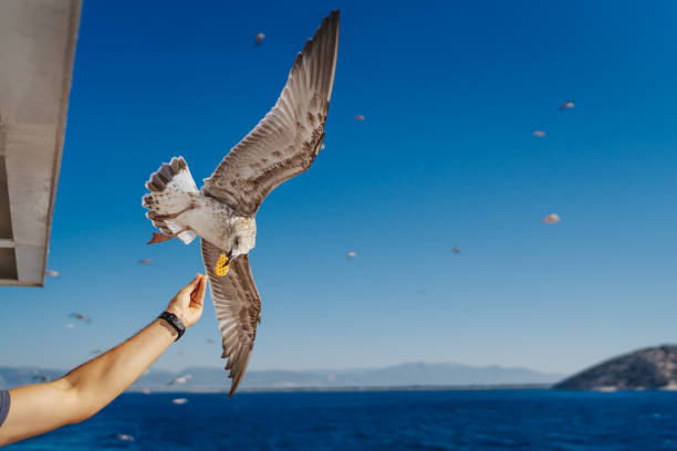Young man on ferryboat feeding seagulls in flight