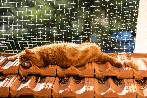 street red cat sleeping outside