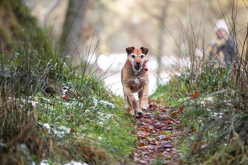 A senior patterdale terrier running outdoors on a grass area in January in Northumberland. There is still some leftover snow tat hasn't melted yet.