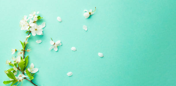 istock Spring turquoise background with cherry blossom twigs. Blue desktop. top view, frame. Copy space 1364580699