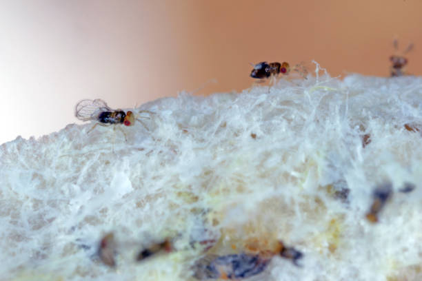 istock Trichogramma egg parasitoids are successfully used for biological control of a wide range of lepidopteran pests worldwide. The wasps that emerged from a ball in which they developed. 1364583289