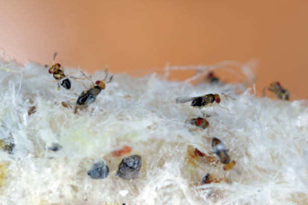 istock Trichogramma egg parasitoids are successfully used for biological control of a wide range of lepidopteran pests worldwide. The wasps that emerged from a ball in which they developed. 1364583355