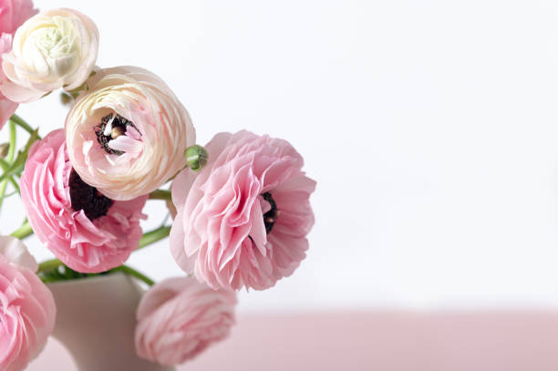 istock Tender ranunculus flowers in ceramic vase 1364584344