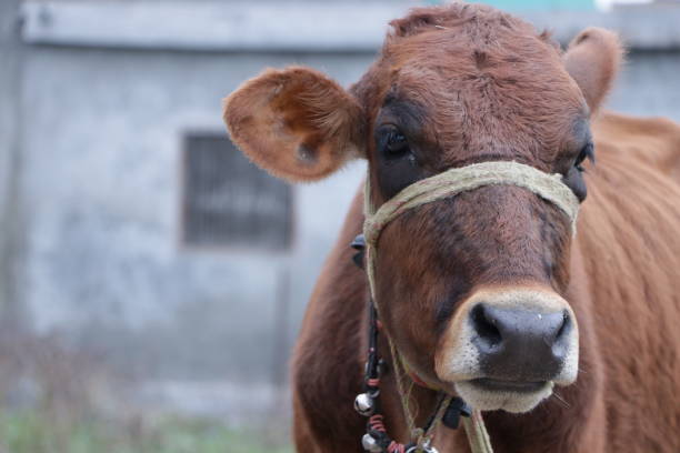 istock Cow tied with a rope 1364584657