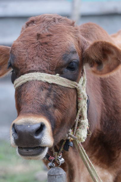 istock Cow tied with a rope 1364584996
