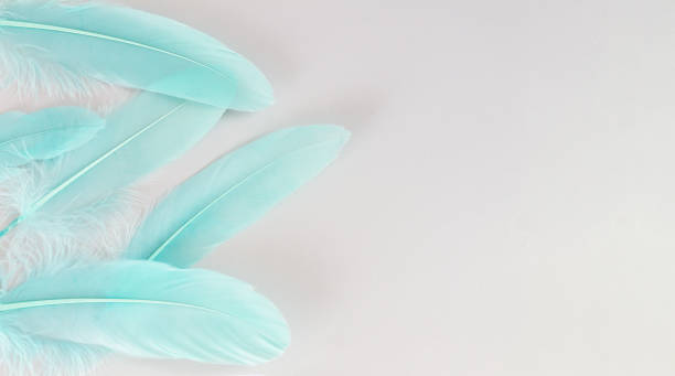 istock Turquoise emerald green feathers background banner 1364585641