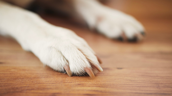 Paws of labrador retriever on wooden floor. Close-up of waiting dog at home. 