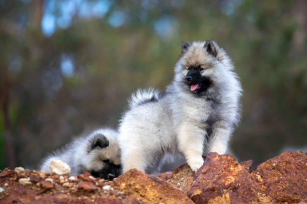 keeshond chiot - keeshond photos et images de collection