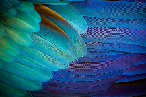 Upclose shot of an adult blue Macaw parrot