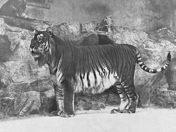 istock Berlin zoo - Persian tiger 1364589123