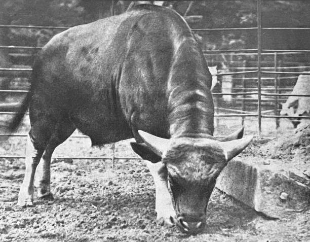 istock Berlin zoo - Young Gayal bull 1364589224