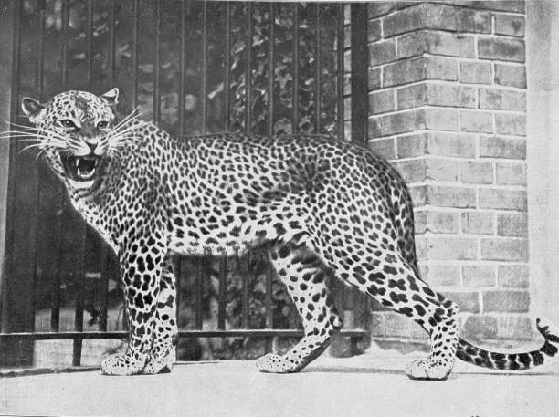 Berlin zoo - African leopard stock photo