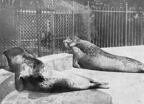 Berlin zoo - seals stock photo