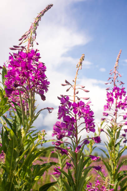 istock Blooming Willow herb, Ivan tea on blue sky. Willow-herb meadow. willow-herb tea 1364589399