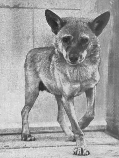 istock Berlin zoo - South Arabian wolf jackal 1364589462
