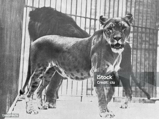 Berlin Zoo African Lioness Stock Photo - Download Image Now - Animal, Animal Themes, Black And White