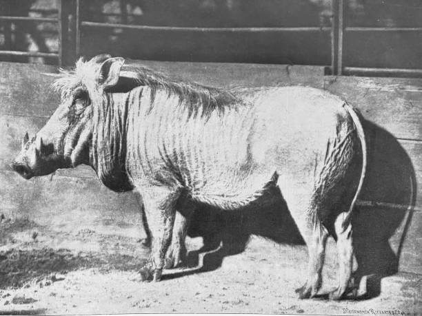 istock Berlin zoo - Female warthog from Senegal 1364589506