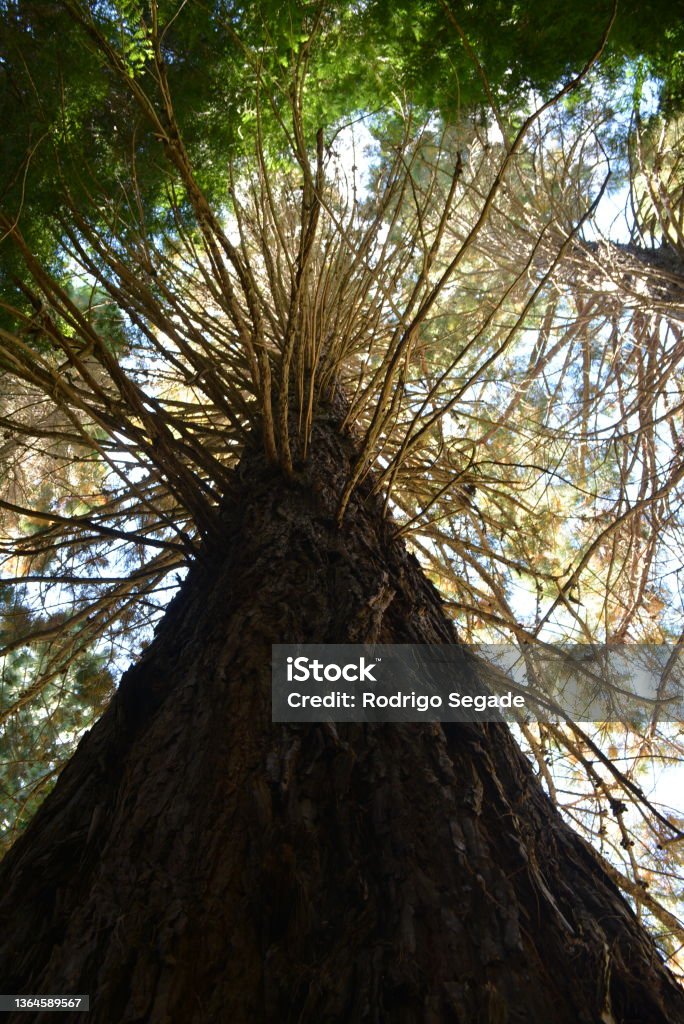 Arrayhan Tree View From The Ground Of An Arrayan Tree Stock Photo - Download Image ...
