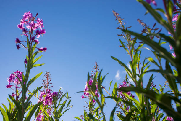 istock Blooming Willow herb, Ivan tea on blue sky. Willow-herb meadow. willow-herb tea 1364590108