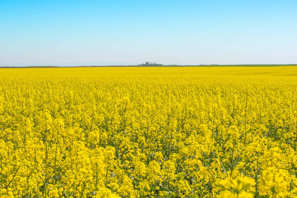 istock Blossoming beautiful gold yellow rape field scenery 1364590190