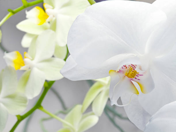 istock Flowering branch orchid Phalaenopsis or Moth dendrobium, close-up, on gray background 1364590372